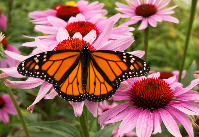 mariposa monarca sobre coneflower